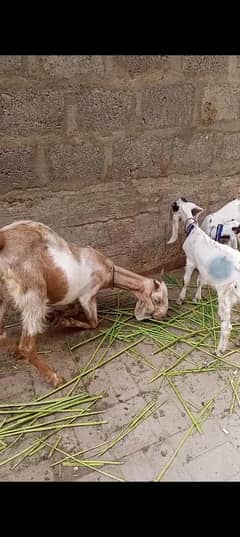 urgent sale bakri or 2 bacha