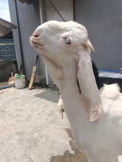 A+ quality 6 month old bakra for sale