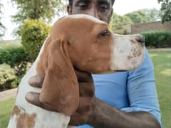 English Pointer puppies