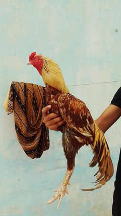 Aseel Murgha