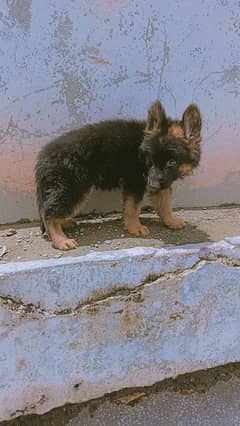 German sheperd long court