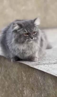 Grey color Persian cat