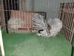 modern breeder pair