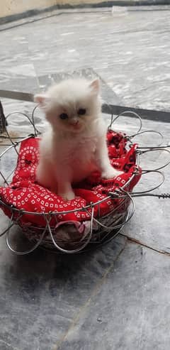 for sale