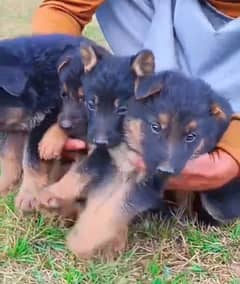 German Shepherd puppies for sale vaccinated