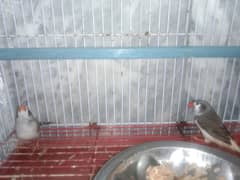 pair of zebra finches with cage /cage :2000 finches:3000