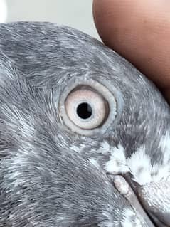 high flyers pigeon for sale