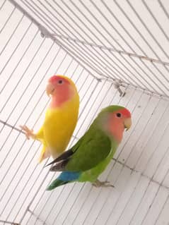 lovebird