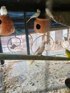 wight cockatiel red eyes  heldey and activ breeder female