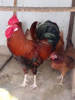 Aseel Murga Mugi egg wali