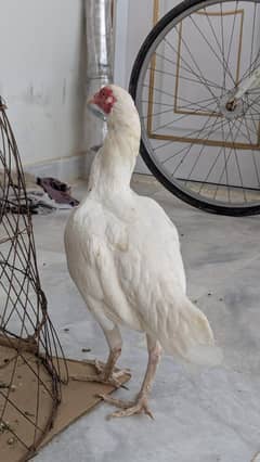 HEERA ASEEL MURGI