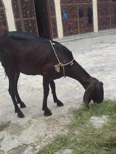 gabab desi bakri 4 dant pori ho Gaye 6 dant hona wali