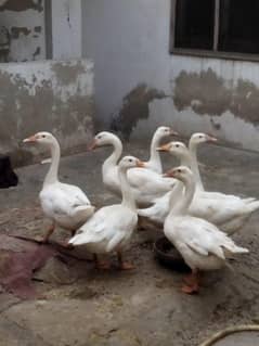 LONG NECK DUCKS FOR SALE 3000 per
