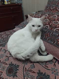 Semi Persian White Color Cat With Blue Eyes