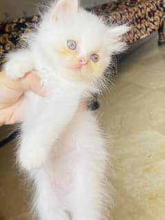 Persian kitten