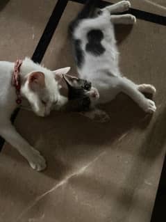 Friendlies kitte
