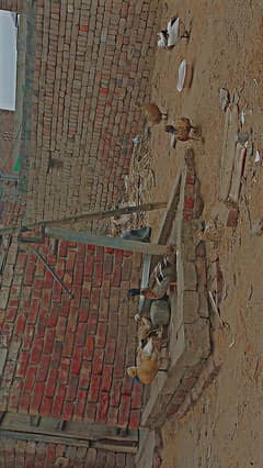 kakhi cambl pure breed