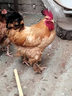 golden buff pair
