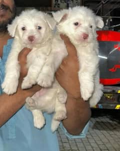 Russian female puppy available