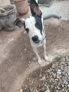 dog for sell