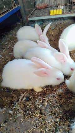 New Zealand white breed rabbits for sale