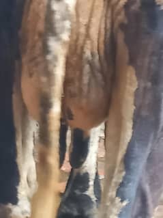 1behns first timer or 1cow  with baby,03069637297