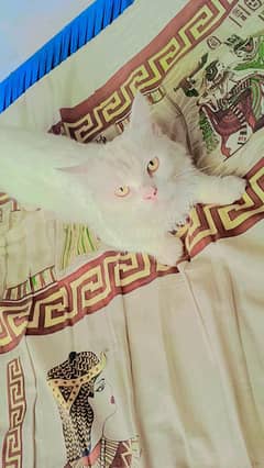 Waite male kitten