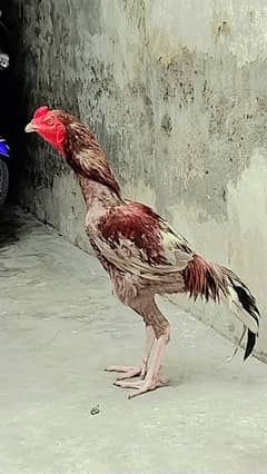 سندھی بریڈ ہے کلر سلیٹا ساوا بریڈ اچھی ہے ارجنٹ سیل ہے