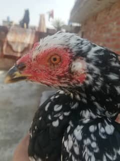 aseel   for sale
