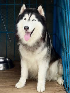 Siberian husky breeder male