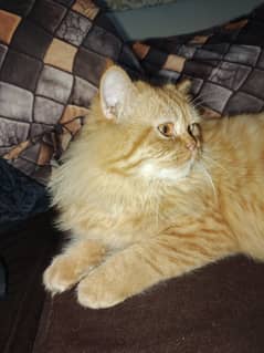 American Short Hair Male Cat 1.5 Year