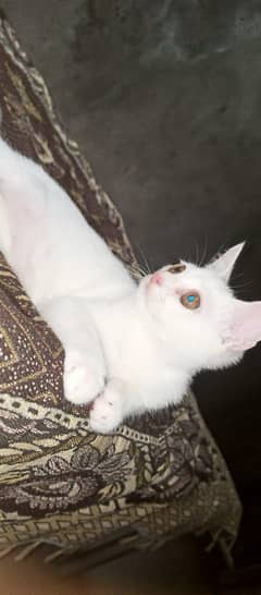 golden eyes