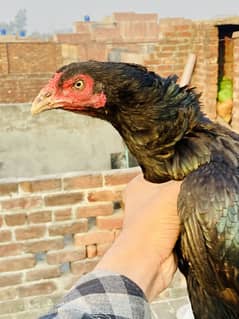 Thai female| ready for breed| Quality female serious contact only