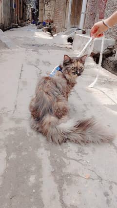 Persian Cat
