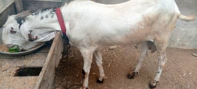 Andu bakra