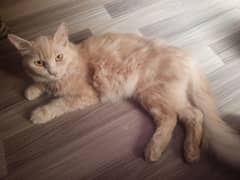 Male kitten and Female Cat | Persian Cat and Persian odd eye kitten