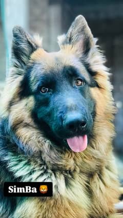 German