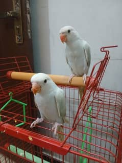 Parrot