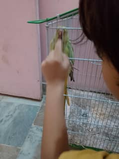 parrot