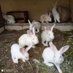 Rabbit for new shelter