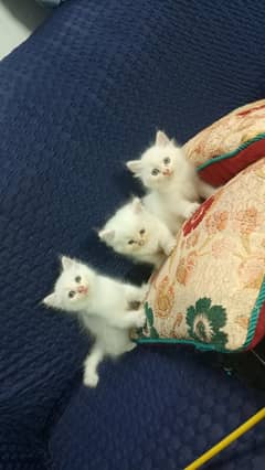 Persian kittens for sale