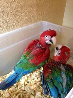 red macaw chicks for sale age 3 month