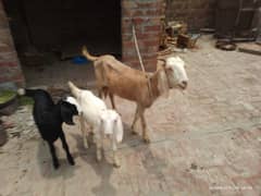 Bakri