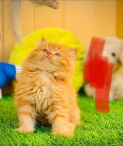 Persian hamalian british punch face piki face cat's and kitten's