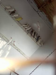 Java Birds