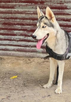 Husky