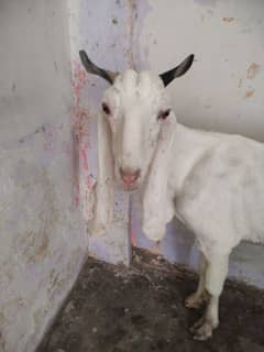 bakri 6 daant final 30k