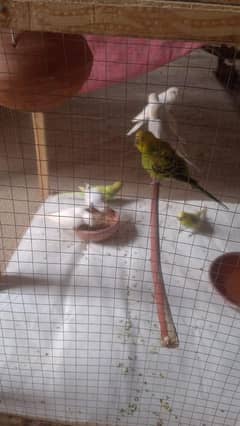 3 pair ha with big size cage breeder pair egg b diye a