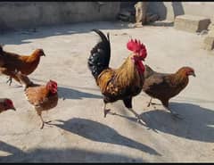 desi hens