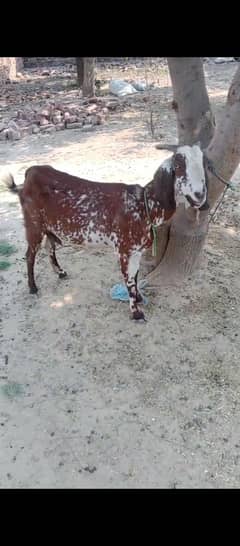 Bakri